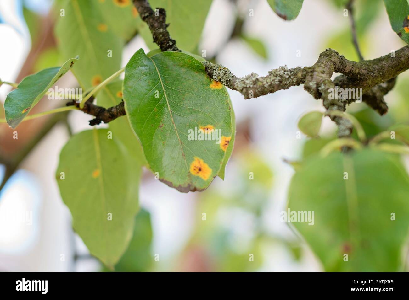 Foglie di pera malate. Malattia fungina. Macchie d'arancia su un albero di pera. Ruggine, malattia di una pera. Foglia di pera con infestazione di gymnosporangium sabinae. Albero infetto Foto Stock