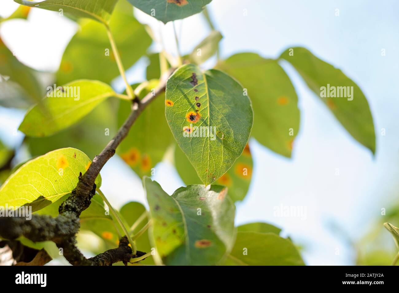Foglie di pera malate. Malattia fungina. Macchie d'arancia su un albero di pera. Ruggine, malattia di una pera. Foglia di pera con infestazione di gymnosporangium sabinae. Albero infetto Foto Stock