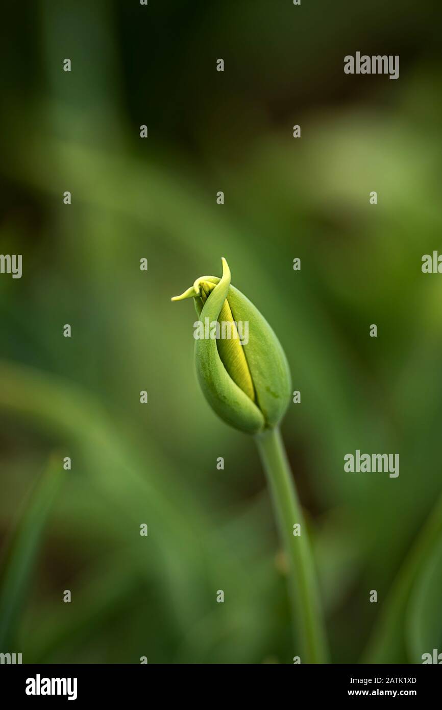 tutto verde, tulipani prima della fioritura, sfondo fuori fuoco, ben sfocato Foto Stock