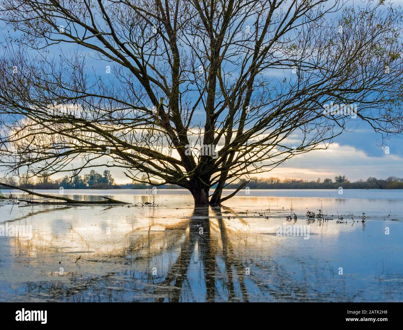 Vista di albero e riflessione in acqua alluvionale sui Lavaggi Ouse a Sutton Gault, Cambridgeshire Foto Stock