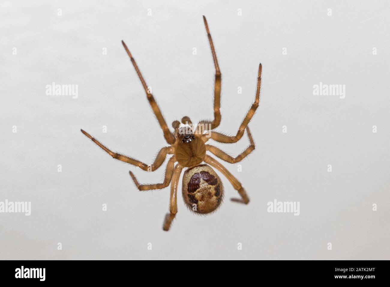 Nobile False Widow spider (Steatoda nobilis), Aldreth, Cambridgeshire, Inghilterra, Regno Unito Foto Stock