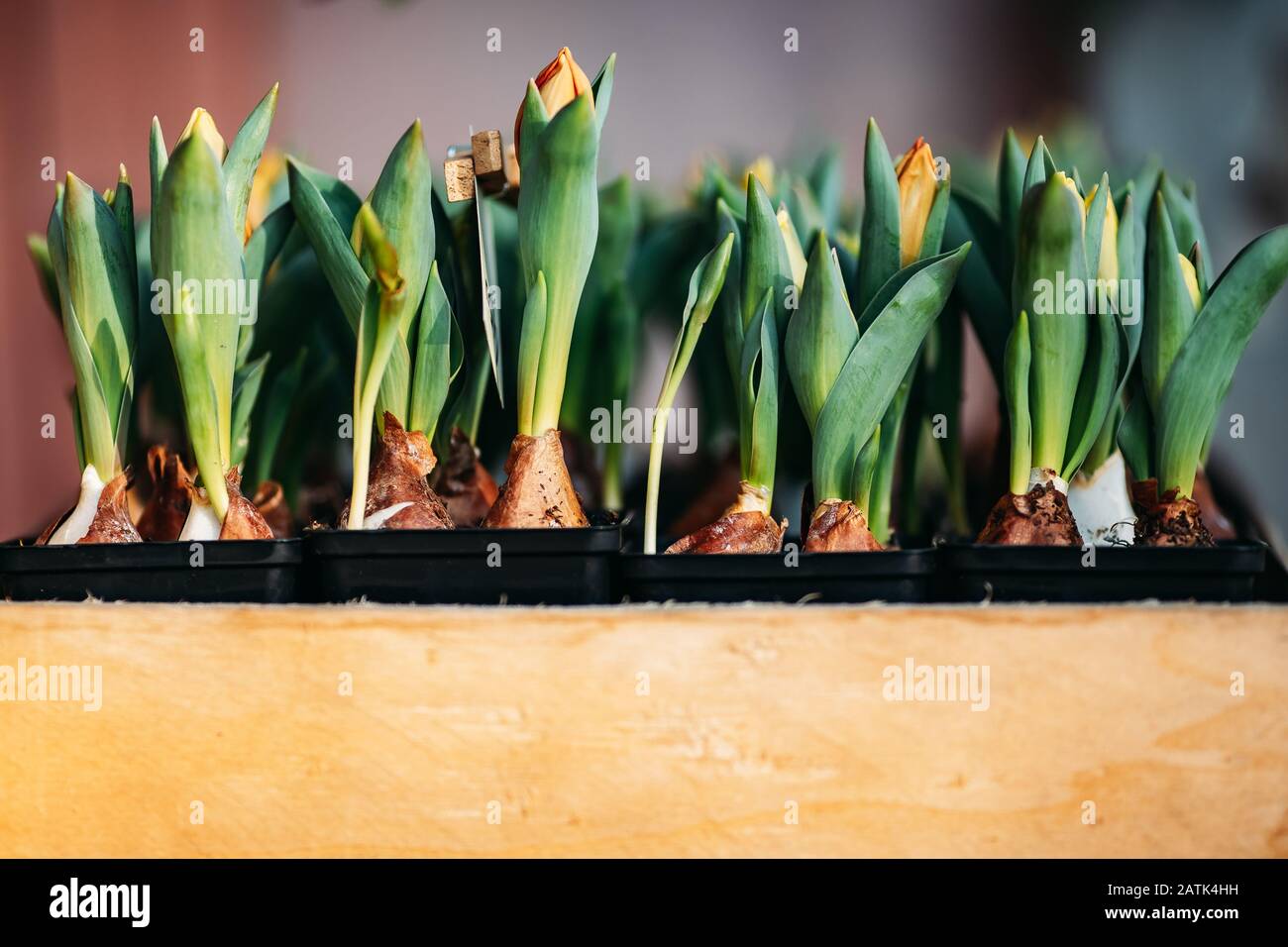 Bulbi di tulipano germogliati in legno box fioreria Foto Stock