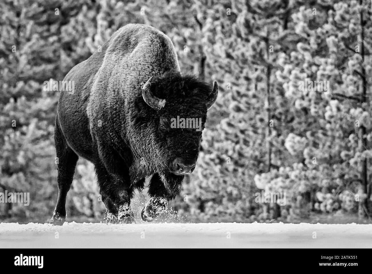 Bison, il Parco Nazionale di Yellowstone, Wyoming negli Stati Uniti. Foto Stock