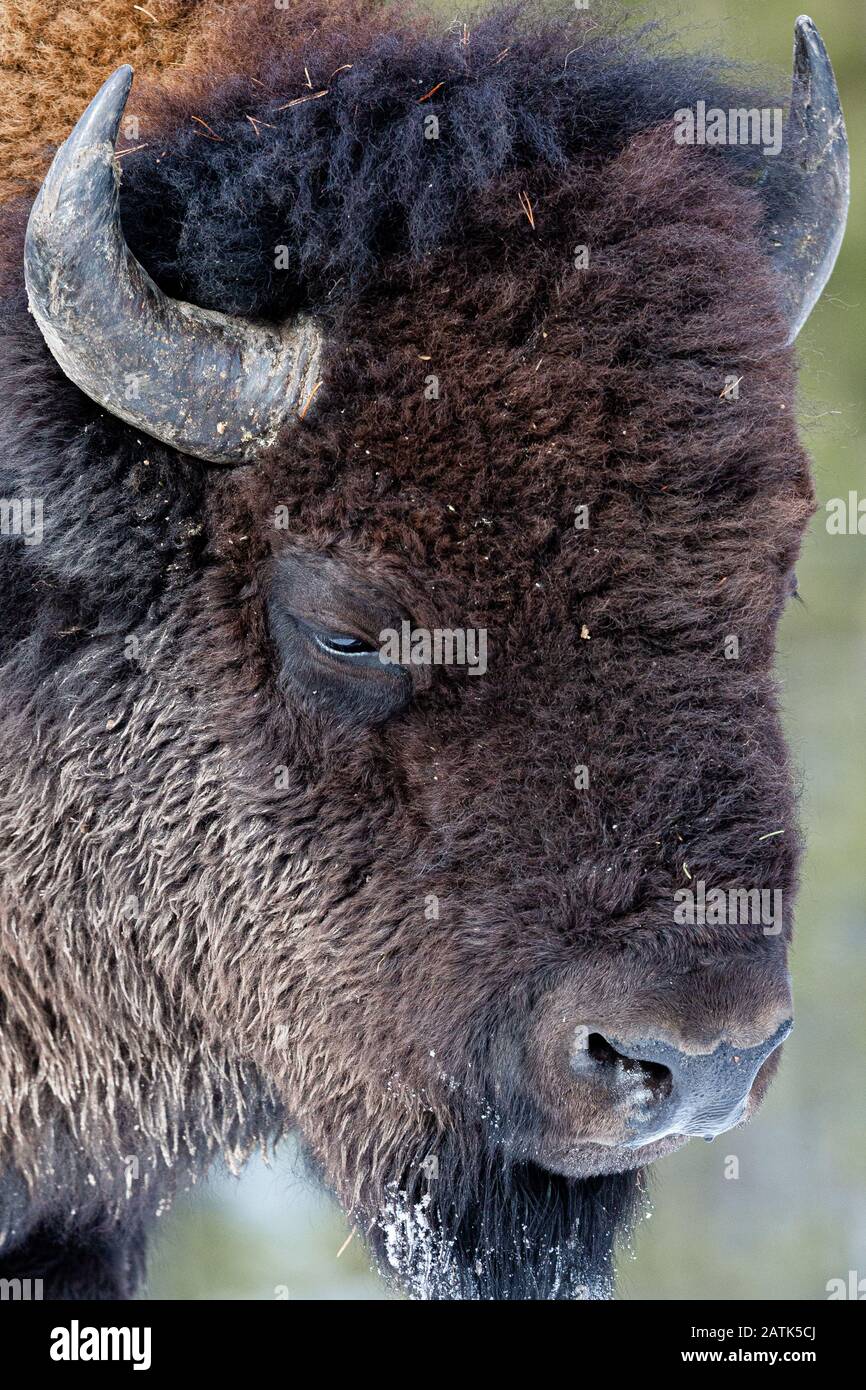 Bison, il Parco Nazionale di Yellowstone, Wyoming negli Stati Uniti. Foto Stock