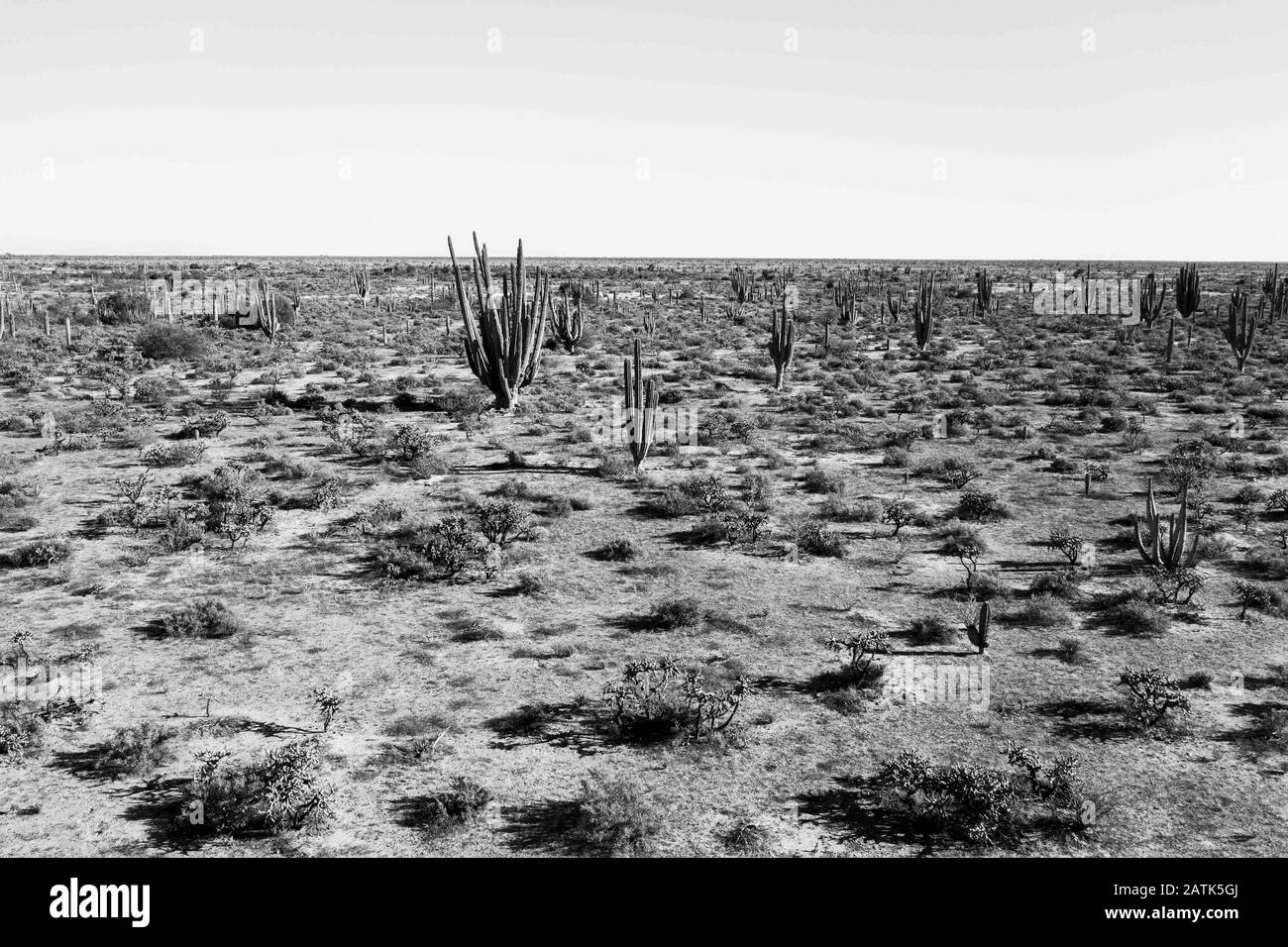 Veduta aerea di catus dal deserto di San Nicolas, sonora, Messico. Destinazione turistica, viaggio, paesaggio, arido, all'aperto, paesaggio, calore, siccità, ze Foto Stock