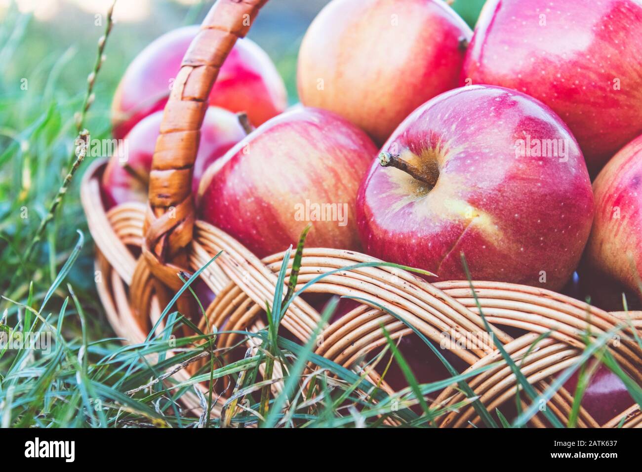 Mele rosse mature su erba verde in un cesto di vimini su uno sfondo di natura. Vitamine e una dieta sana. Concetto vegetariano. Primo piano. Foto Stock