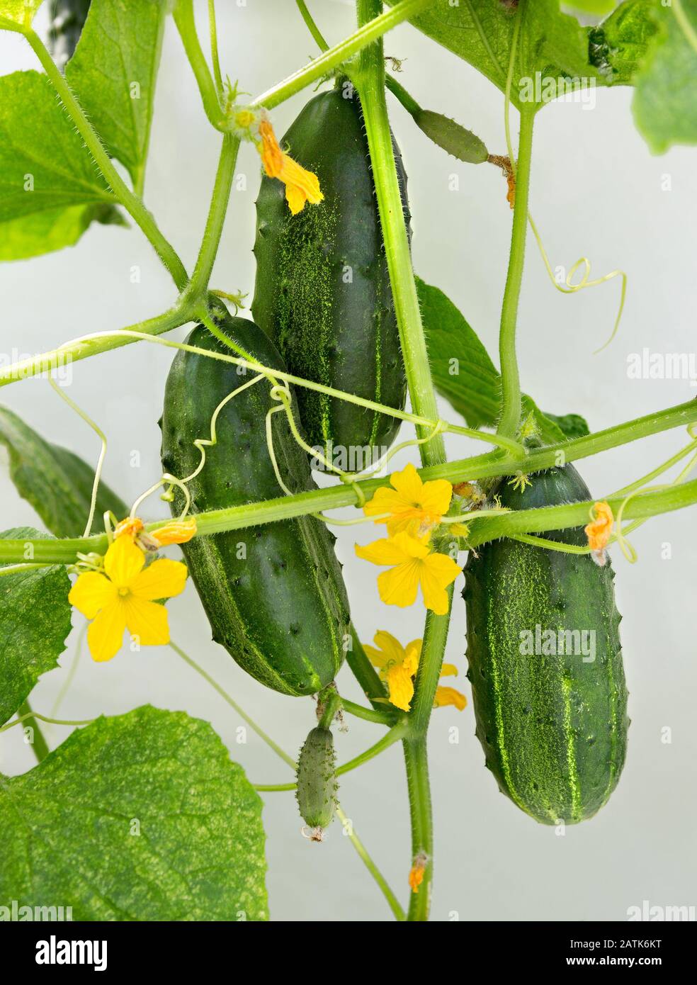 Pianta di cetriolo. Cetriolo con foglie e fiori. Cetrioli in giardino Foto Stock