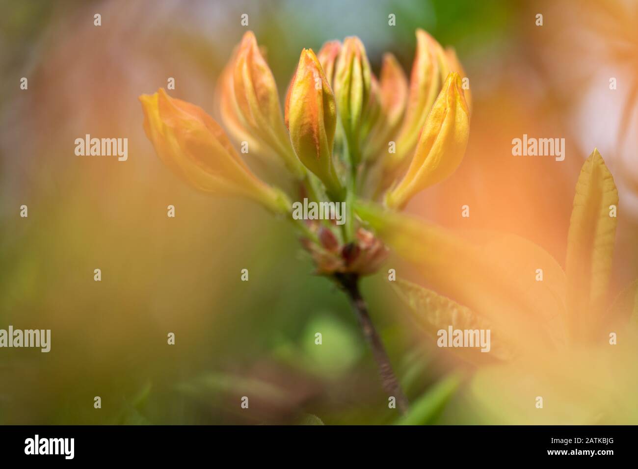 Primo piano di Orange Azalea Flower con Bokeh Foto Stock