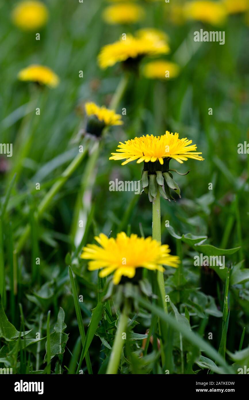 Dandelions che crescono in un cortile di erba Foto Stock