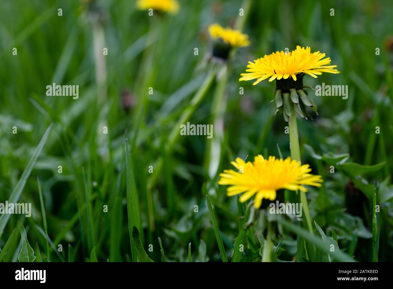 Dandelions che crescono in un cortile di erba Foto Stock