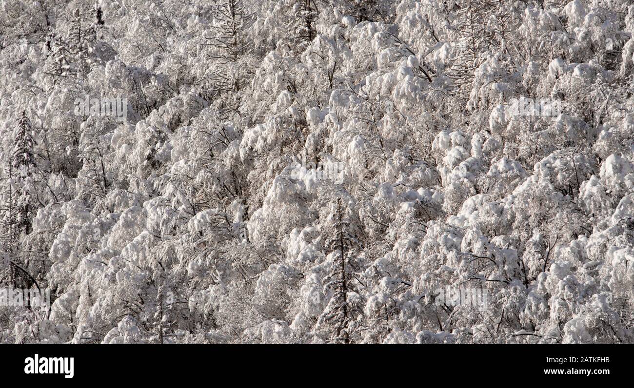Cime degli alberi coperte di neve nuova Foto Stock