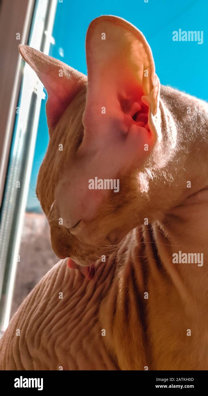 Il gatto di Sphynx si lava al sole Foto Stock