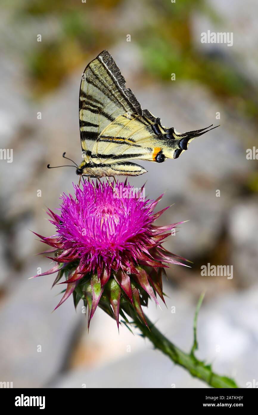 Farfalla scarpata di coda di rondine (Iphiclides podalirius) su un fiore di testa di cardo viola, Croazia Foto Stock