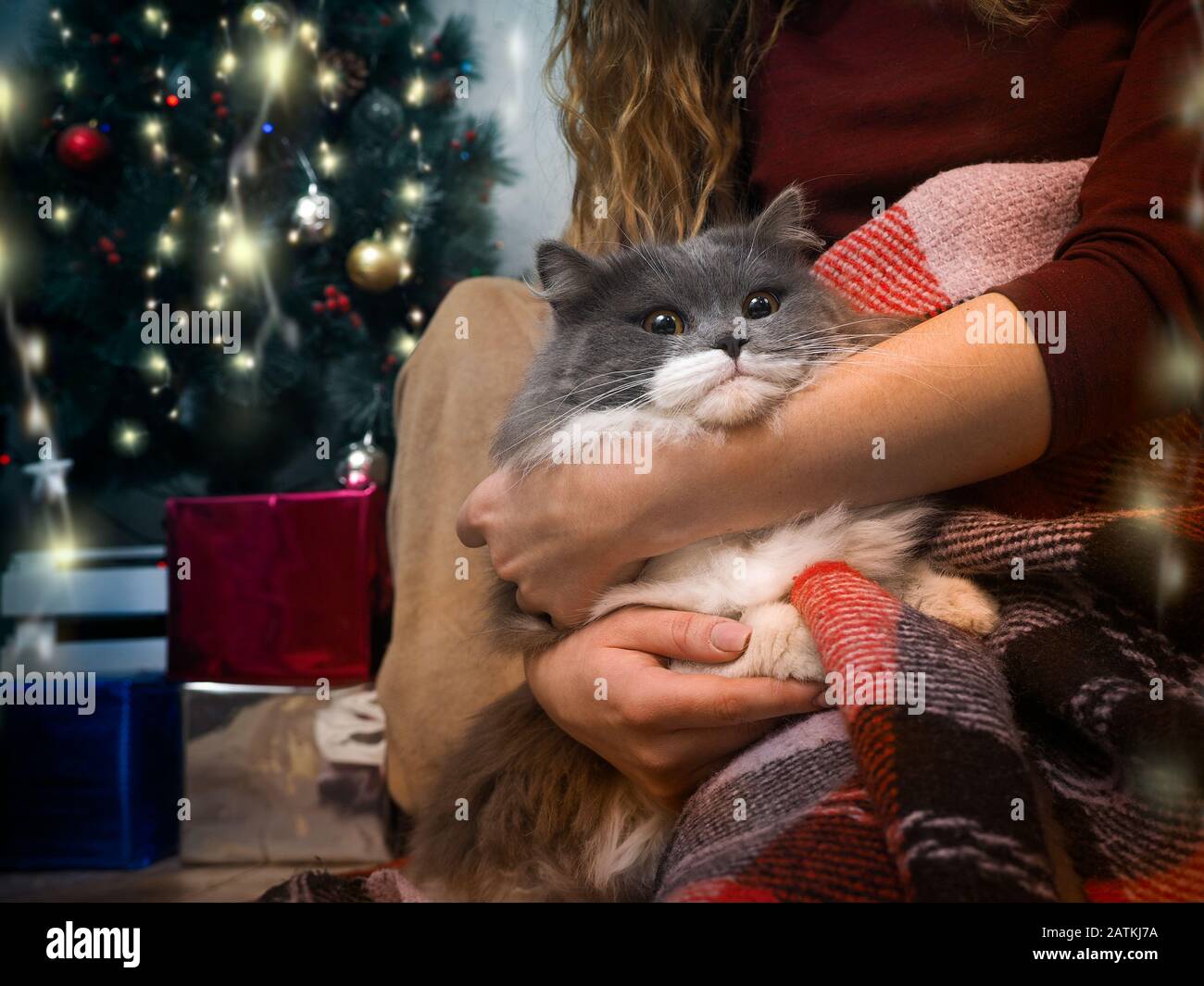 Gatto divertente nelle mani della hostess. Foto Stock