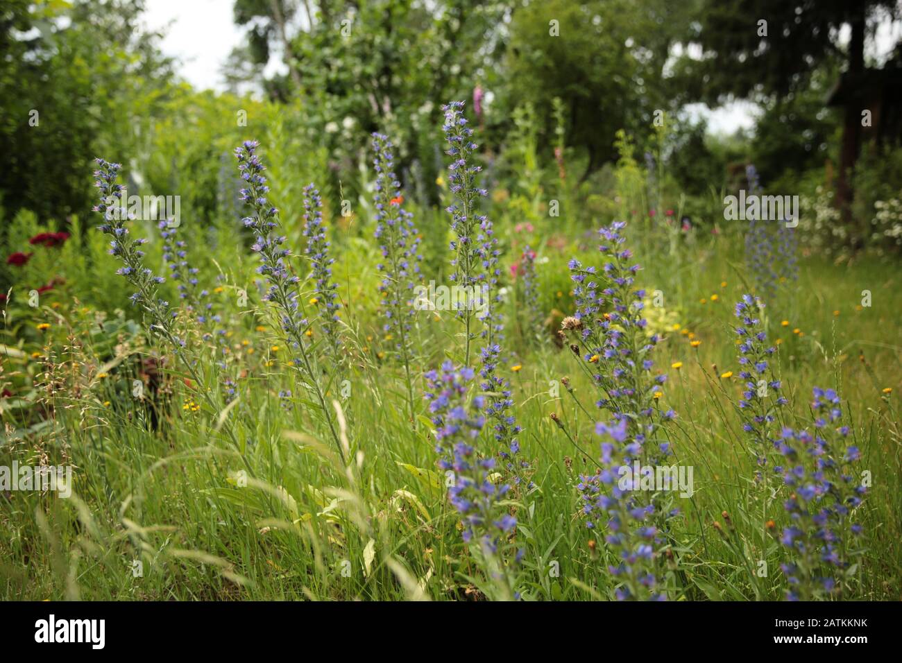 Naturnaher Garten mit Natternkopf Echium vulgare im Sommer Foto Stock
