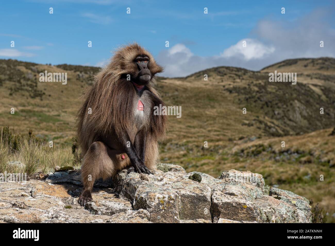 Geladas In Etiopia Higlands Foto Stock