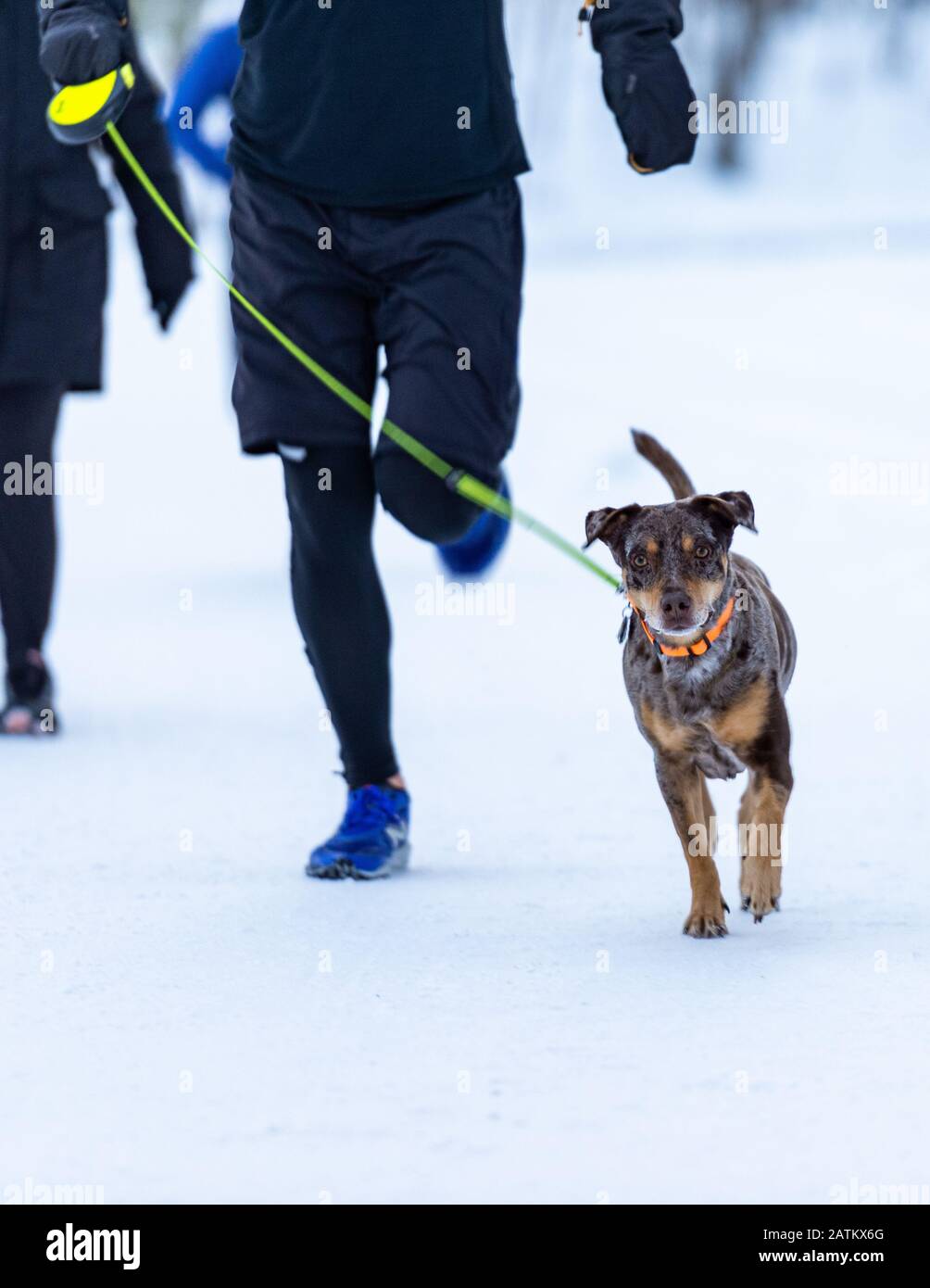 L'uomo che va in corsa con un piccolo cane nel parco del Monte Royal in una giornata invernale innevata Foto Stock