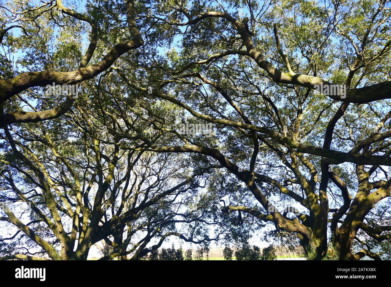 La vista di rami di quercia sotto il cielo blu Foto Stock