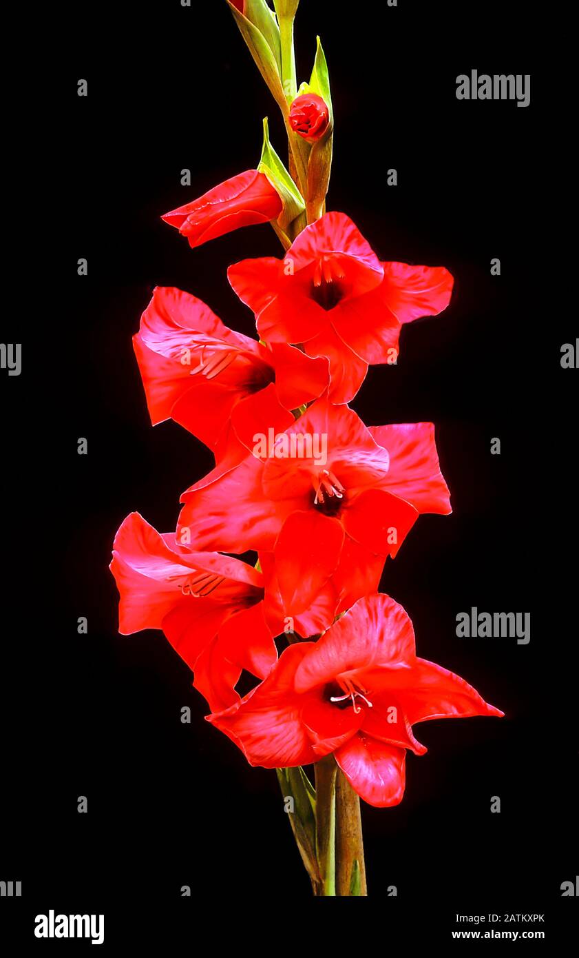 Gladioli fiore Spike di Pop Art mostrando fiori e boccioli di rottura su sfondo nero. Foto Stock