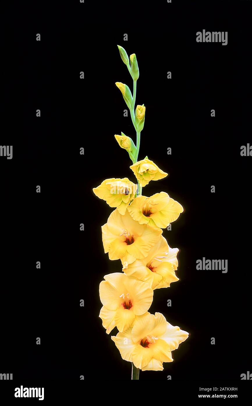Gladioli fiore Spike Di Little Jade Green mostrando fiori e boccioli di rottura impostati su uno sfondo nero. Foto Stock