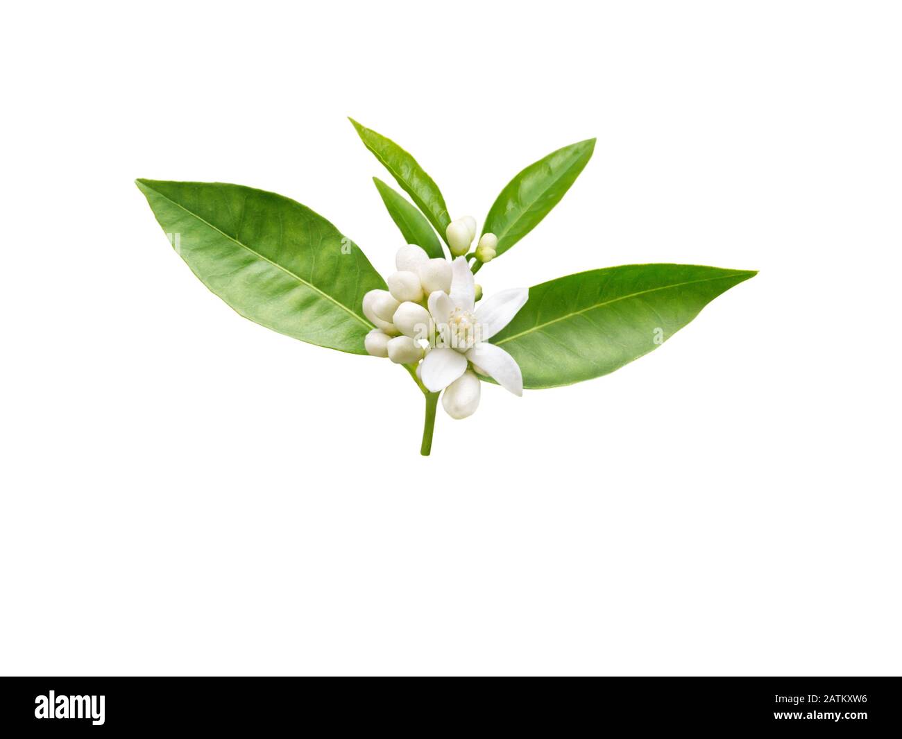 Brunch all'arancio con fiori bianchi profumati, boccioli e foglie isolate su bianco. Neroli fiore. Foto Stock