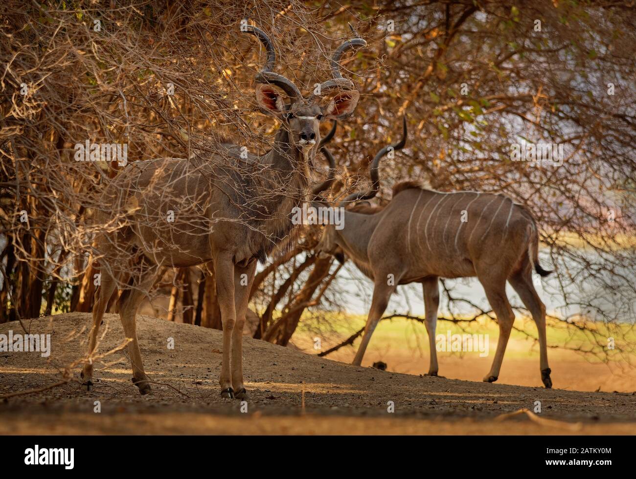 Grande Kudu - Tragelaphus strepsiceros bosco antilope trovato in tutto l'Africa orientale e meridionale. Antilope grande con corna lunghe avvitate. Foto Stock