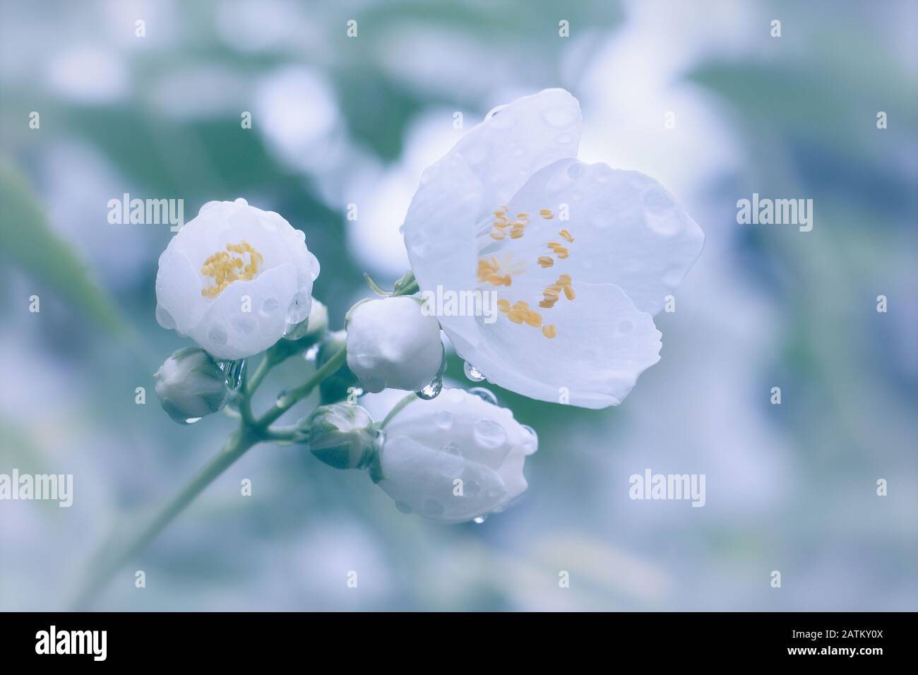 Immagine morbida di rosa bianca con sfondo sfocato dopo la pioggia Foto Stock