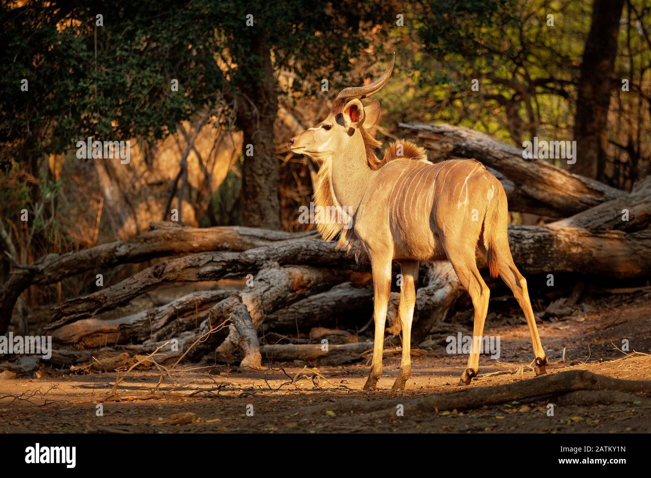Grande Kudu - Tragelaphus strepsiceros bosco antilope trovato in tutto l'Africa orientale e meridionale. Antilope grande con corna lunghe avvitate. Foto Stock