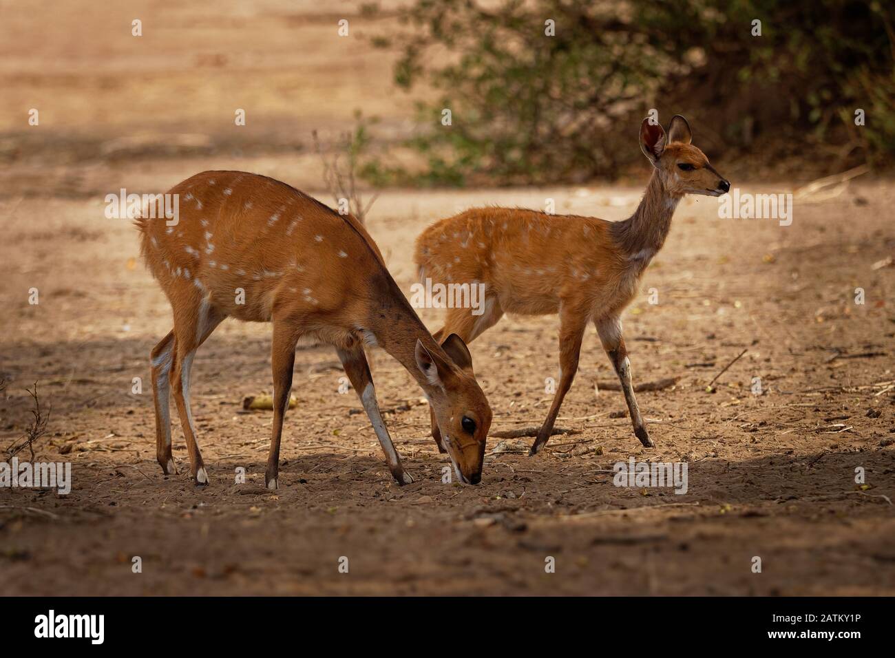 Cape Bushbuck - Tragelaphus scriptus è una specie diffusa di antilope nell'Africa sub-sahariana. Simile alla chewel si riferisce ad alcune letteratura scientifica Foto Stock