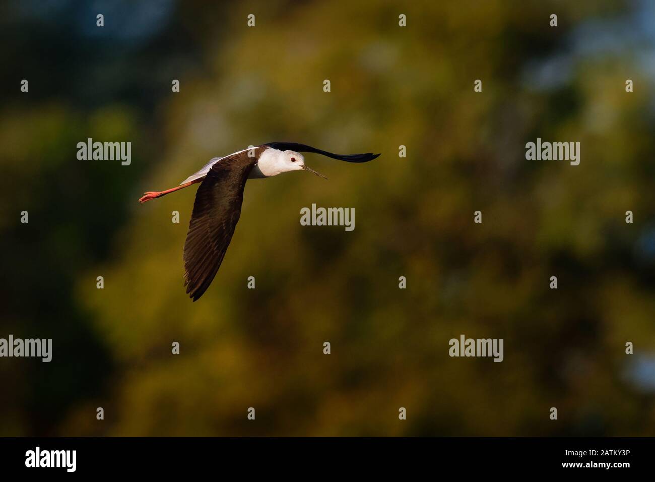 Tilt alato nero - Himantopus himantopus volare nel cielo e cantare con piedi molto lunghi. Sfondo verde della boccola. Foto Stock