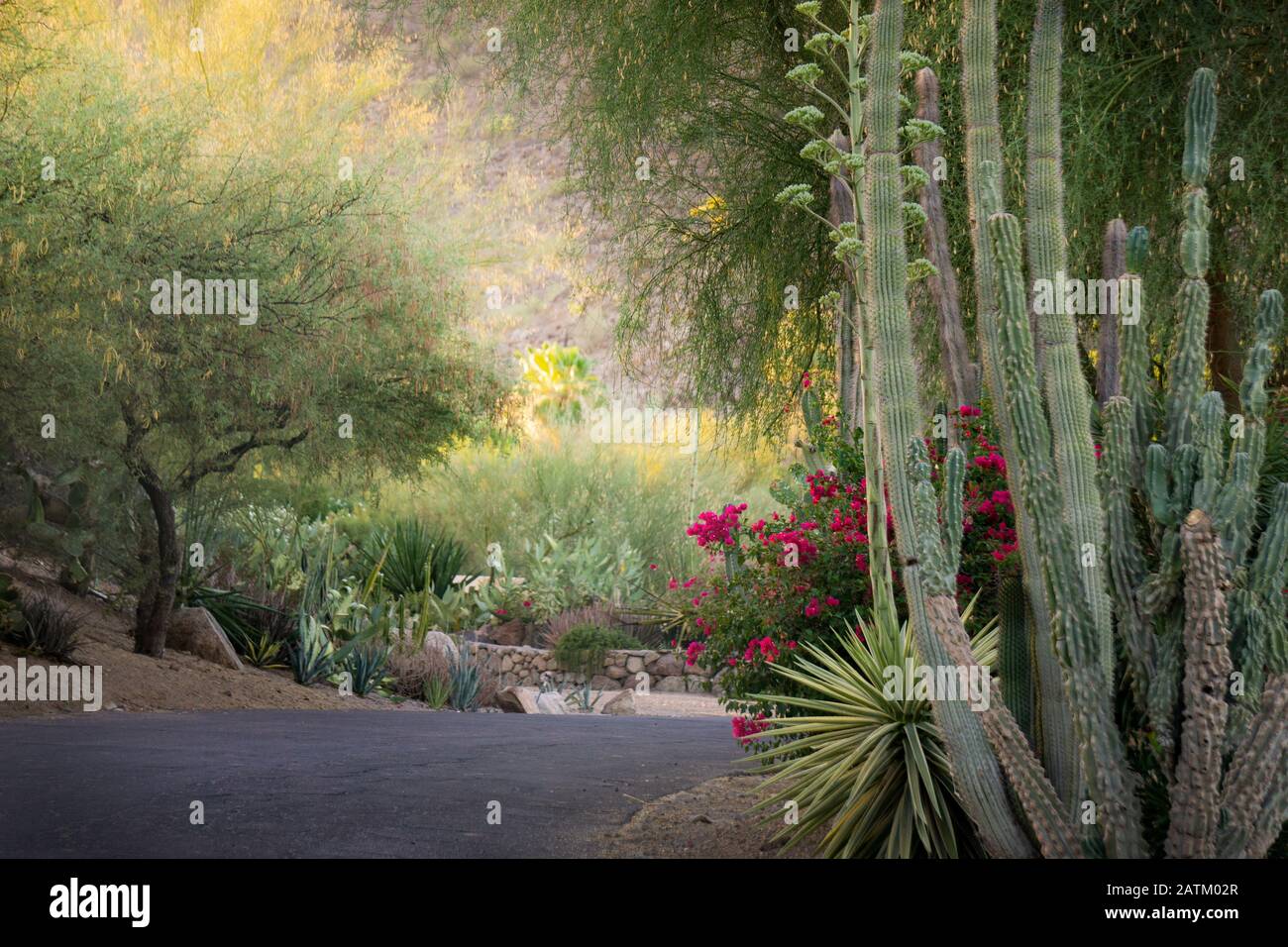 Bella luce che brilla sul cactus al Desert Botanical Garden a Phoenix, Arizona. Foto Stock