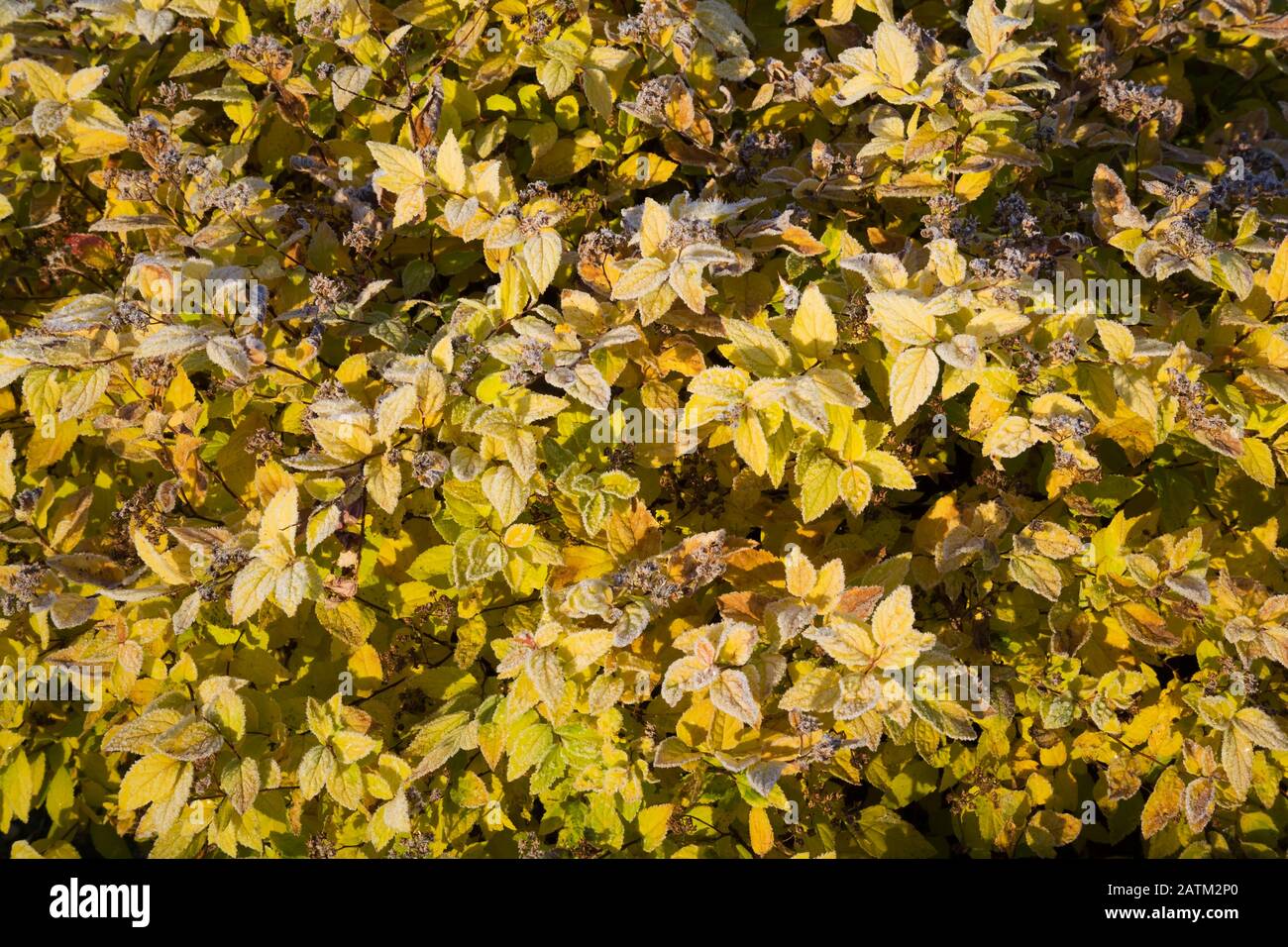 Spiraea 'Goldmound' - foglie di Spirea ricoperte di brina mattutina in autunno Foto Stock