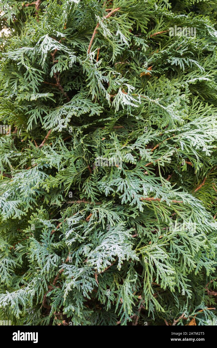 Thuya occidentalis - foglie di cedro coperte di mattina presto gelo in autunno Foto Stock