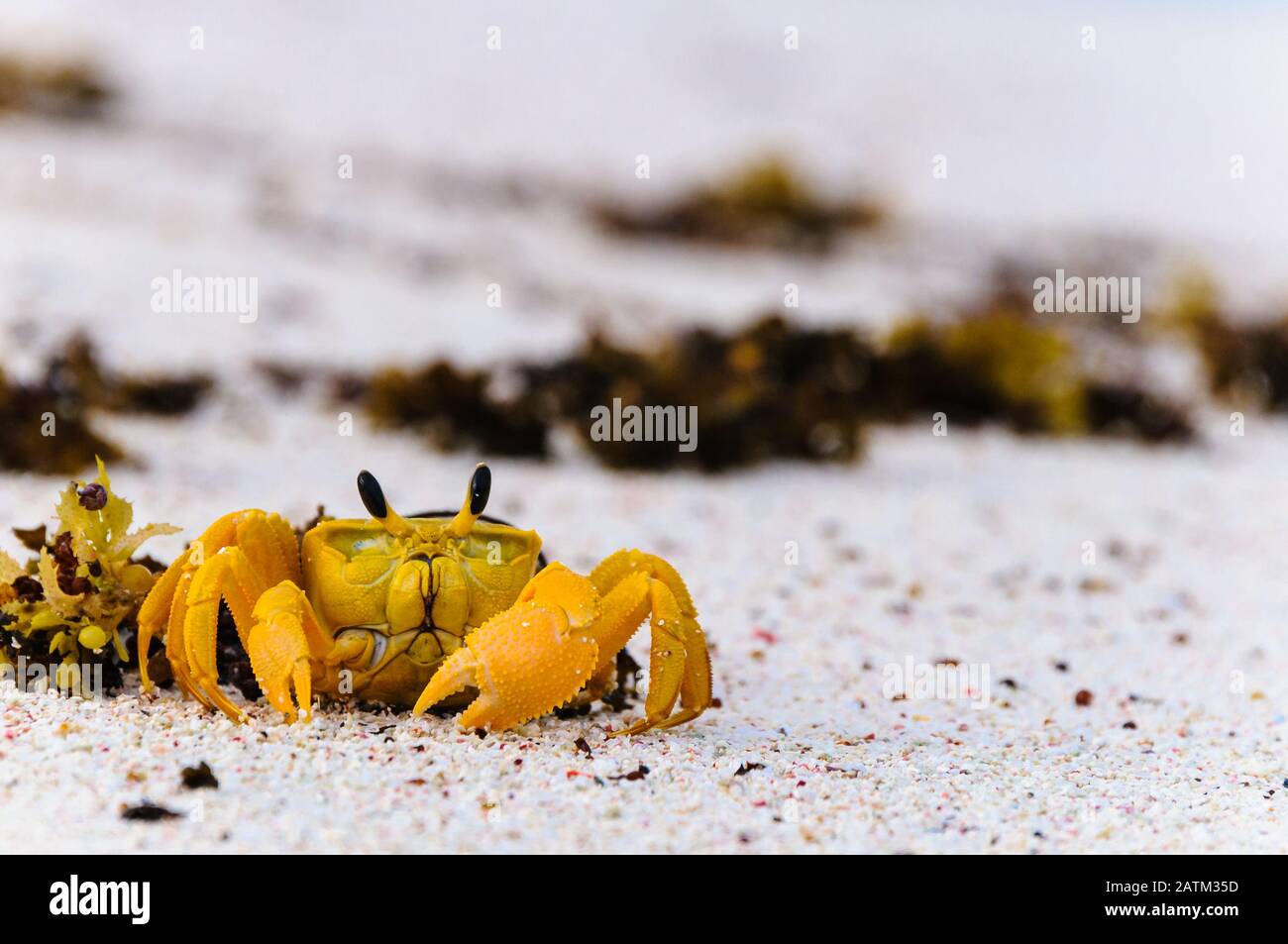 Clossup, vista in prospettiva di un granchio fantasma giallo su una spiaggia di sabbia sulla stazione di Warroora in Australia Occidentale. Foto Stock