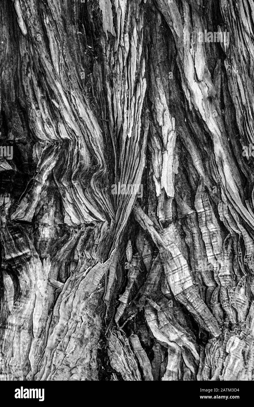 La corteccia di un albero Sequoiadendron giganteum i, nero e bianco rendering-texture o sfondo Foto Stock