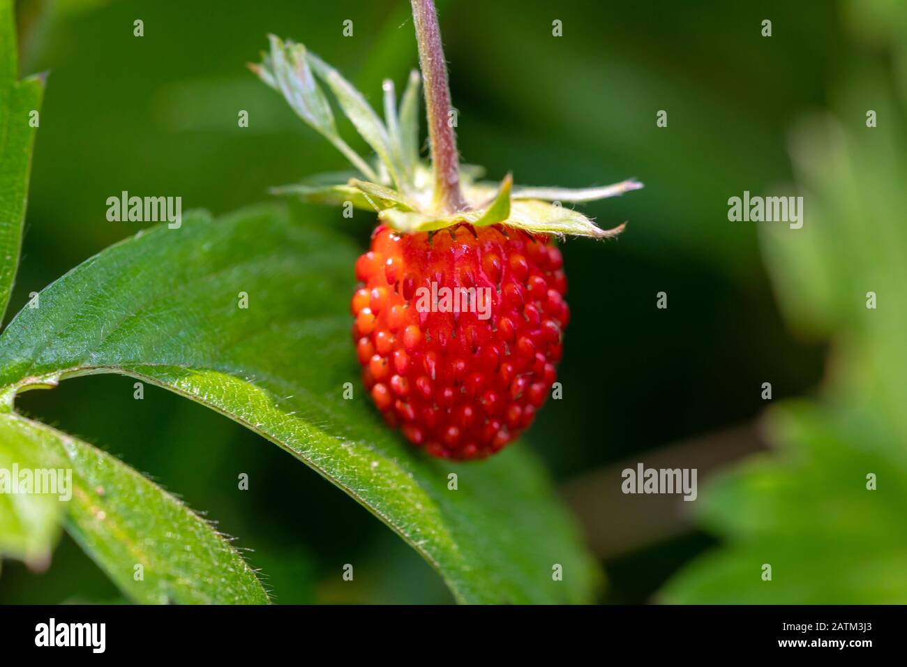 Vista sul closeup di fragole fresche selvatiche che crescono nella foresta. Immagine Foto Stock