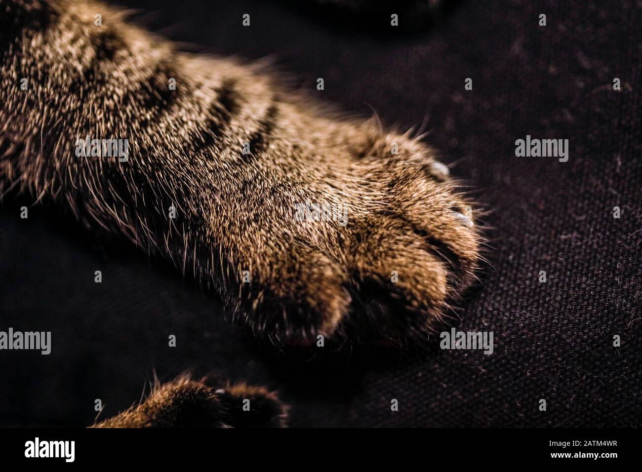 Profondità di campo bassa (fuoco selettivo) e macro immagine con la zampa di un gatto europeo shorthair femminile. Foto Stock