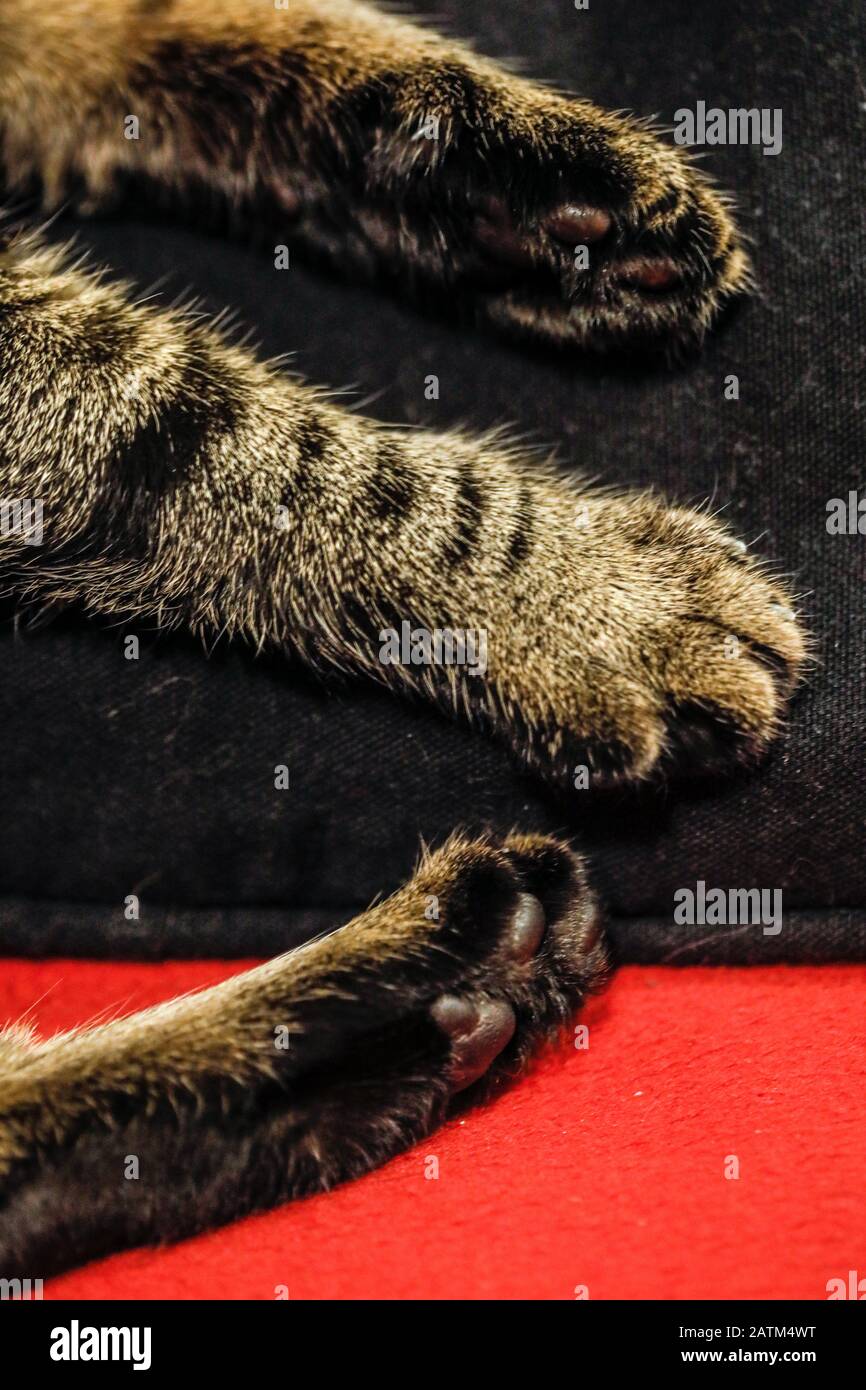 Profondità di campo bassa (fuoco selettivo) e macro immagine con le zampe di un gatto europeo shorthair femminile. Foto Stock