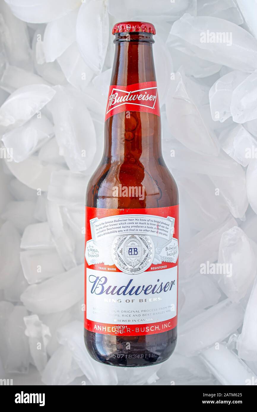 Una bottiglia di birra Budweiser sul ghiaccio Foto Stock