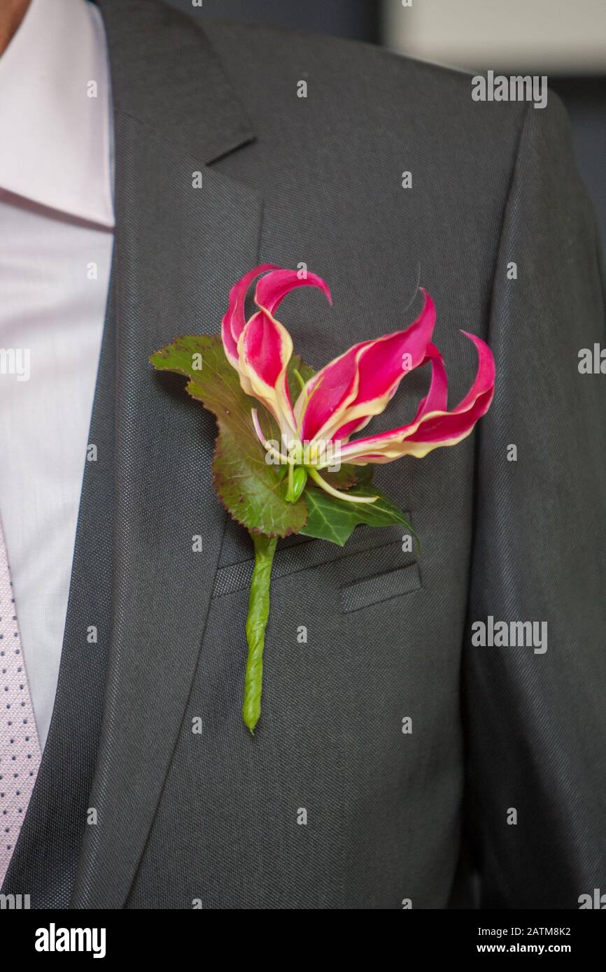 Variopinto orchidea rosa come boutonniere In Abito Dark Groom Foto Stock