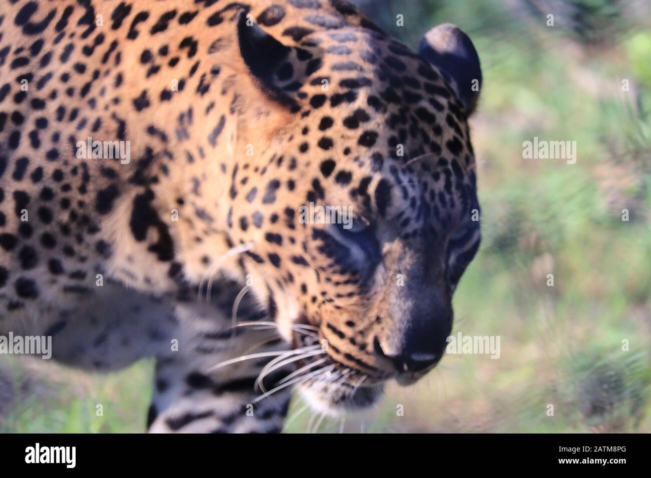 close shot di leopardo 'testa in leopardo safari in tigre riserve in foresta di leopardo 2020 domenica, marzo Foto Stock