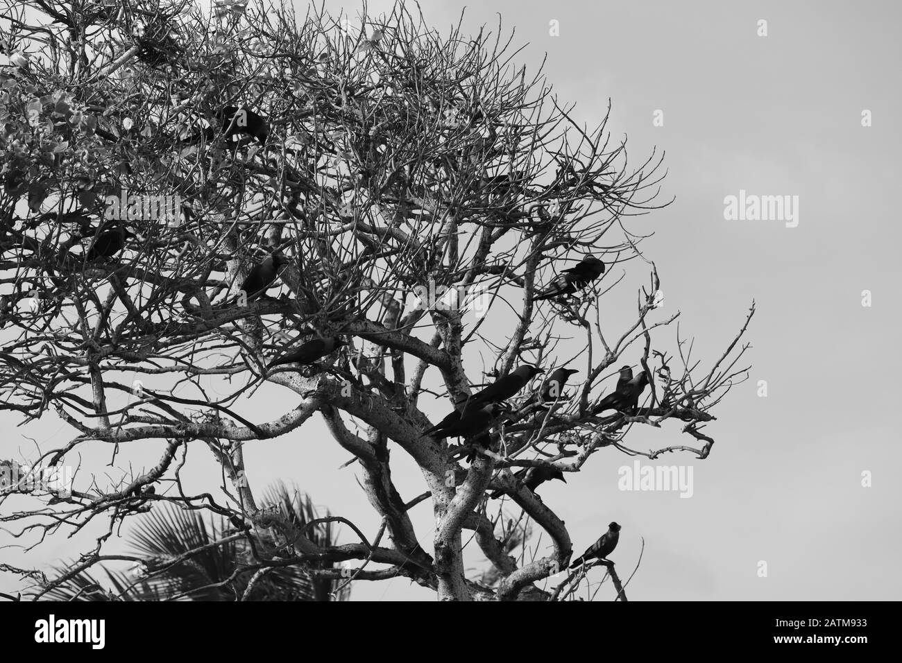 monocromo di un grande gruppo di corvi neri su alberi, uccelli monocromi Foto Stock
