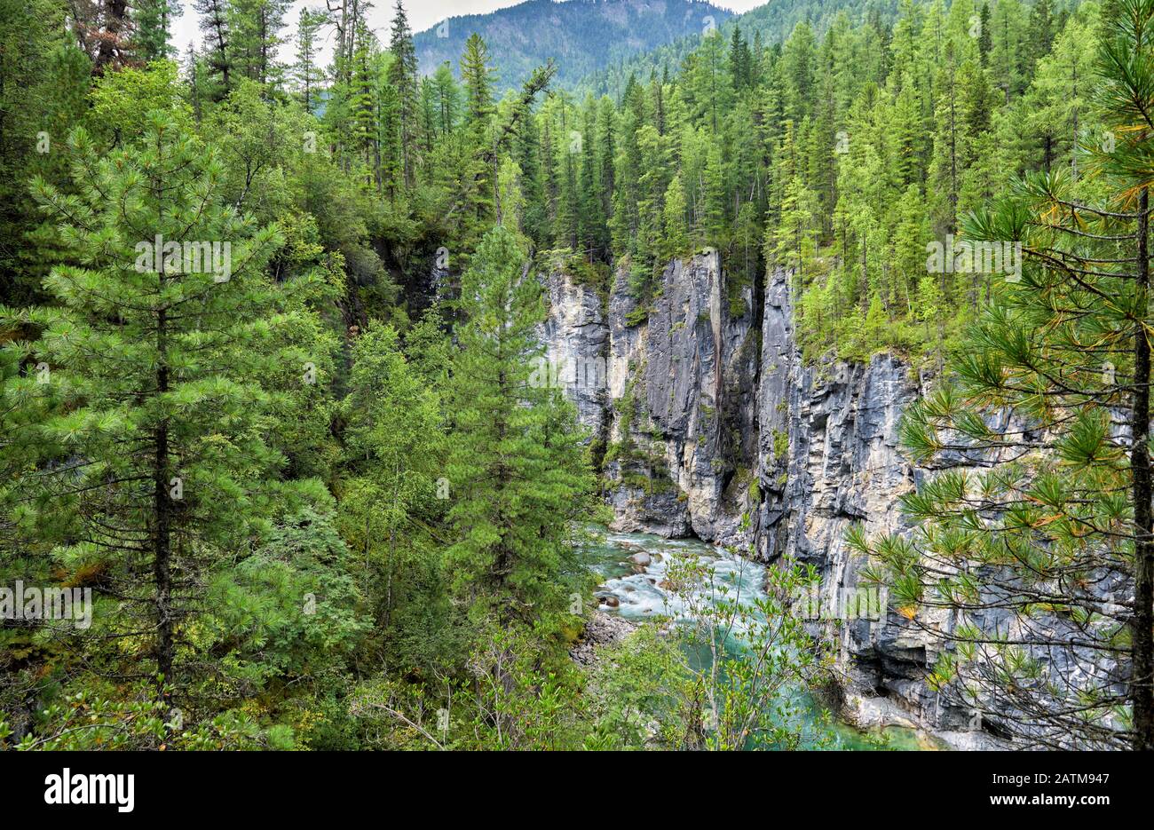 Canyon del fiume di montagna in taiga siberiana scuro conifere. Sayan Orientale. Buryatia Foto Stock