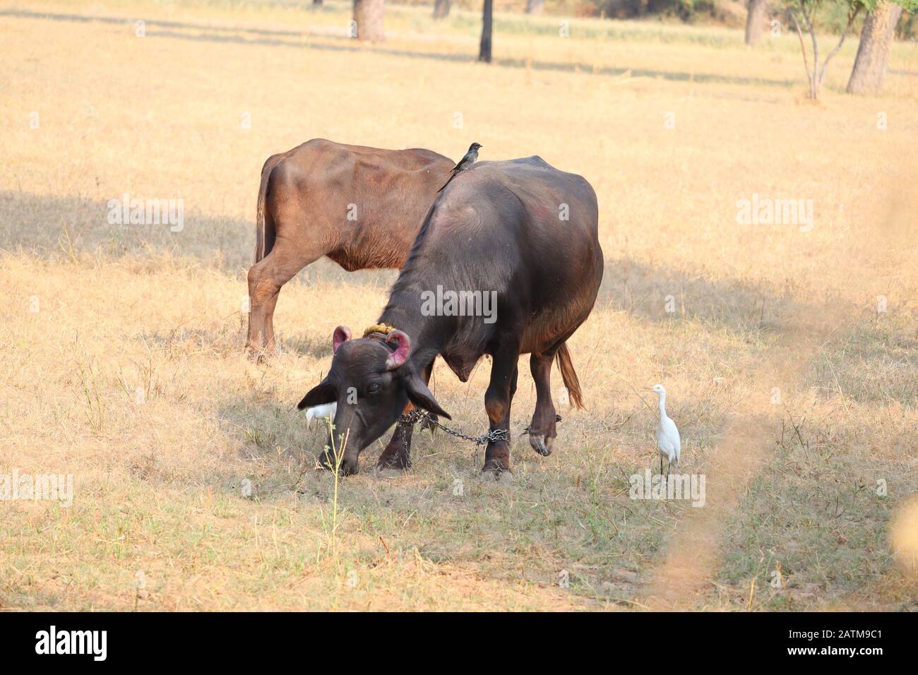 Un bufalo che pascolano erba secca nel campo dell'agricoltura i, animali all'aperto Foto Stock