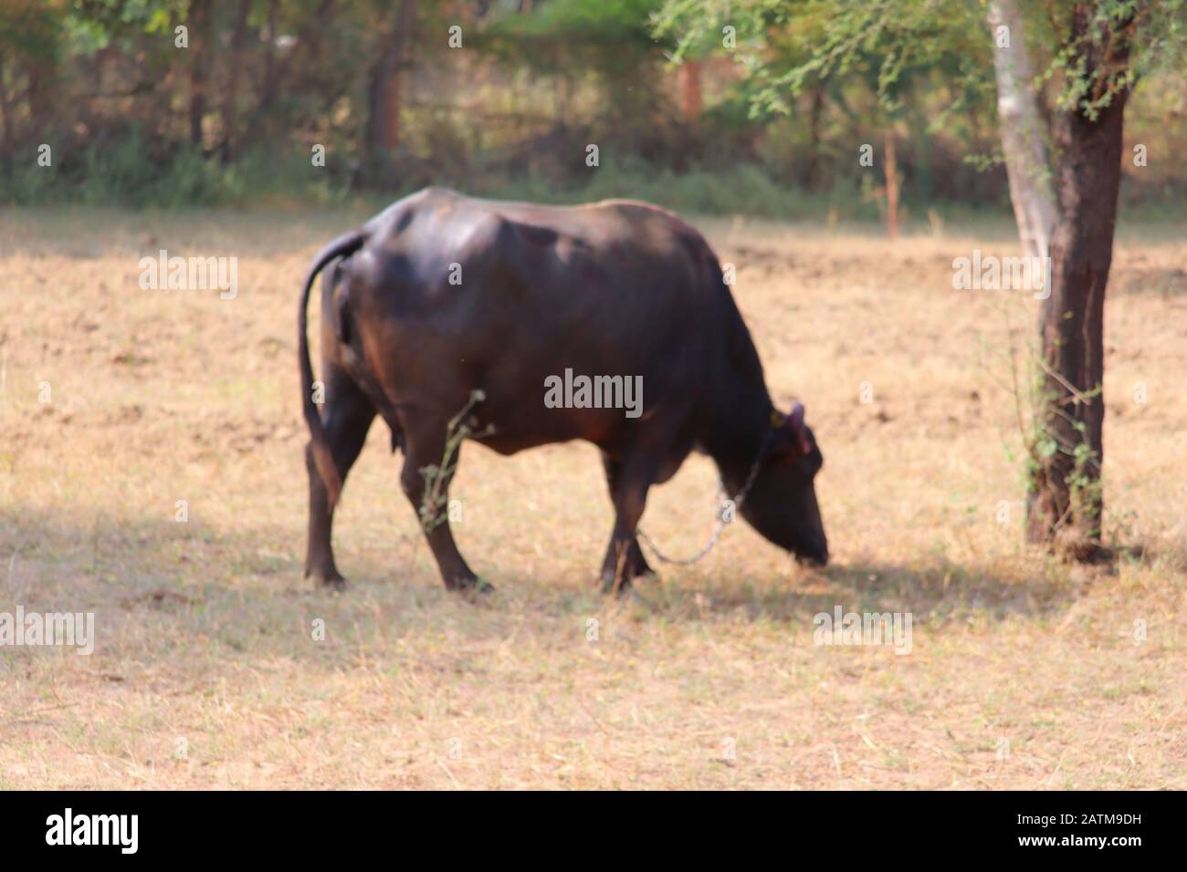 Un bufalo che pascolano erba secca nel campo dell'agricoltura, animali all'aperto Foto Stock