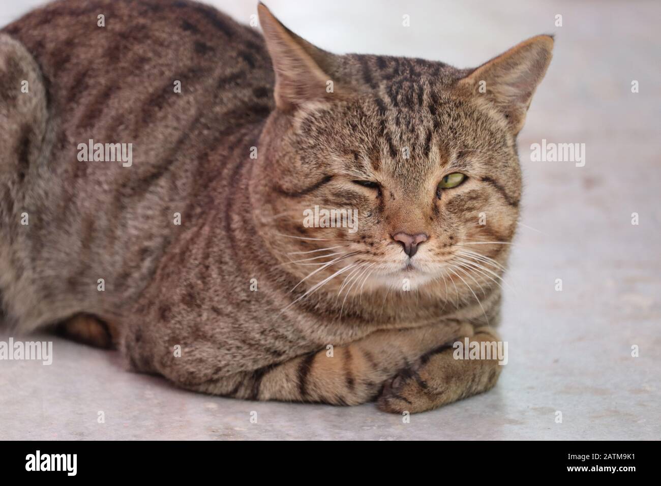 primo piano di grande tigre maschio gatto Foto Stock