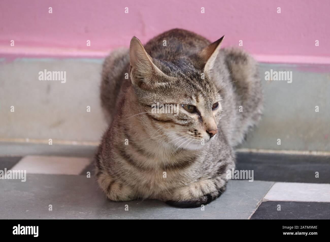 ritratto di mini gatto all'aperto animale Foto Stock