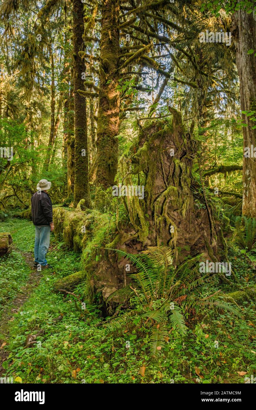 Hiker all'albero caduto, le radici coperte di muschio nella foresta pluviale, al Sentiero del Loop del Fiume Sams, alla Valle di Queets, al Parco Nazionale Olimpico, allo stato di Washington, Stati Uniti Foto Stock