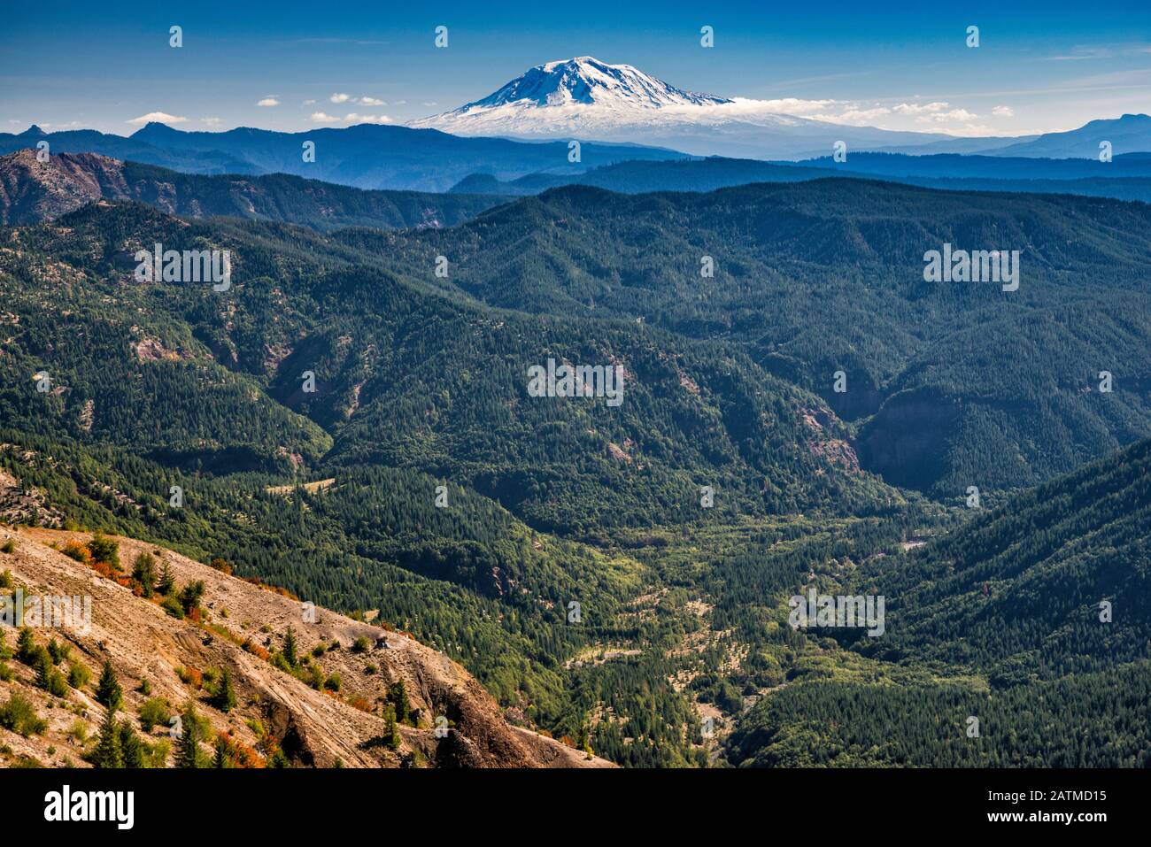 Mount Adams, 48 km circa, vista dal Windy Ridge Trail, Mount St Helens National Volcanic Monument, Washington state, USA Foto Stock