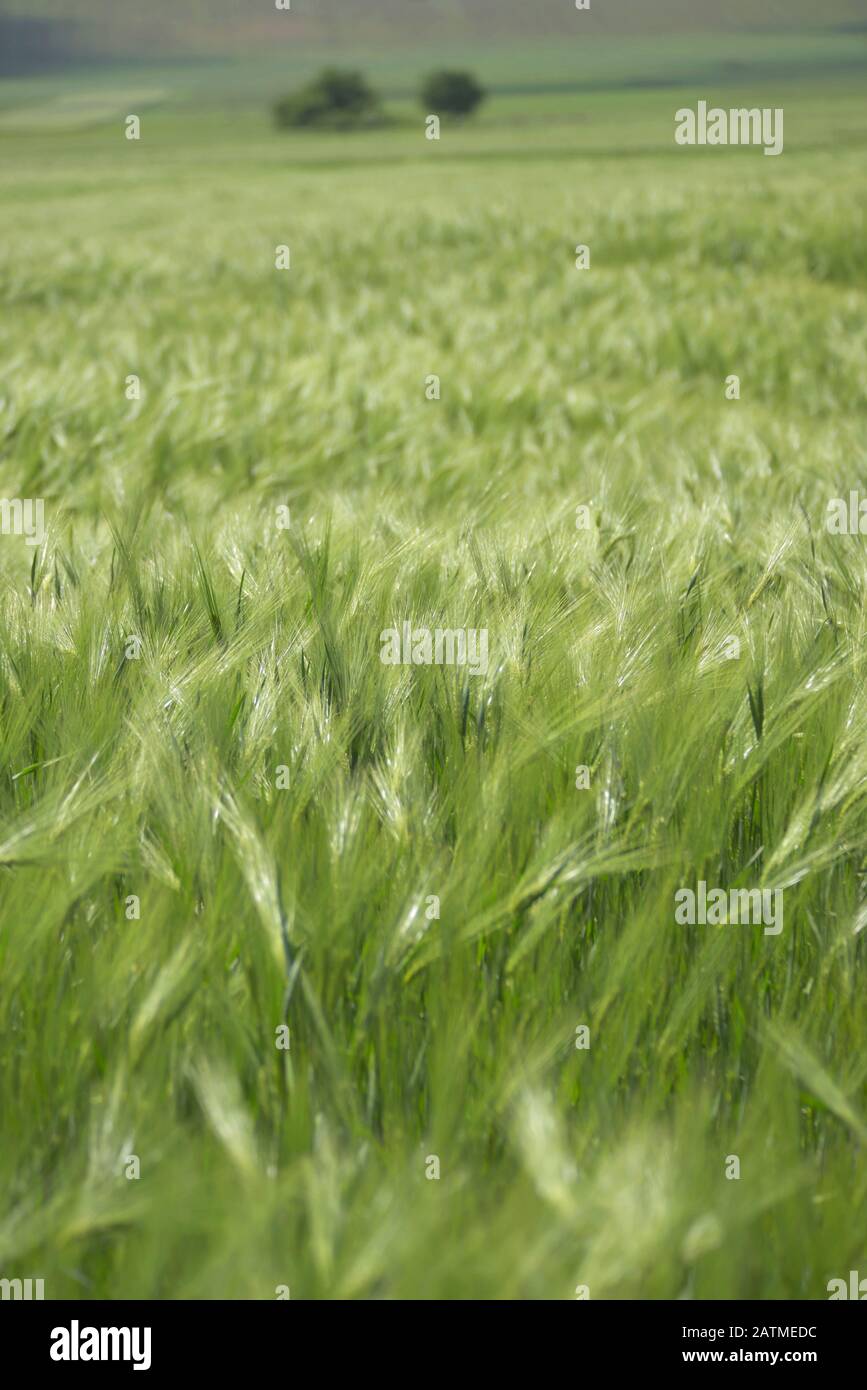 Punte Verdi Di Grano Nel Campo Di Primavera Foto Stock